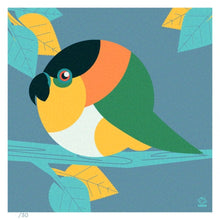 Load image into Gallery viewer, Caique 4x4 Limited Edition Print