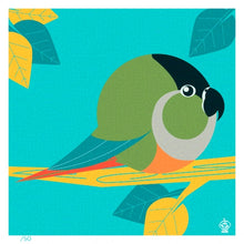 Load image into Gallery viewer, Green Cheeked Parakeet 4x4 Limited Edition Print
