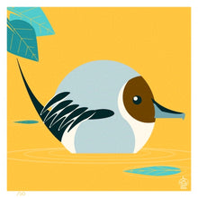 Load image into Gallery viewer, Northern Pintail 4x4 Limited Edition Print