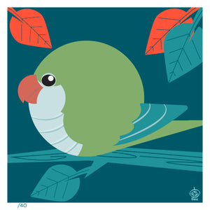 Quaker Parakeet BORB 4x4 Limited Edition Print