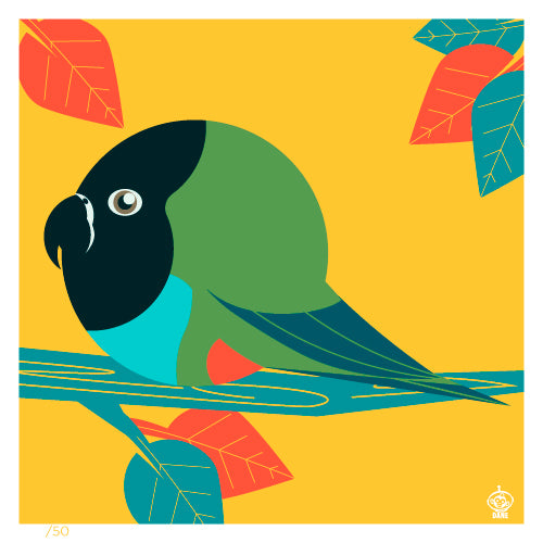 Nanday Conure BORB 4x4 Limited Edition Print