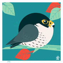 Load image into Gallery viewer, Peregrine Falcon 4x4 Limited Edition Print
