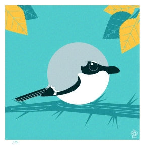 Loggerhead Shrike 4x4 Limited Edition Print