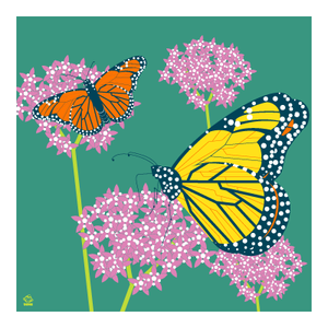 Monarch Butterflies "Monarchs & Milkweed" 10x10 Giclee Limted Edition Print