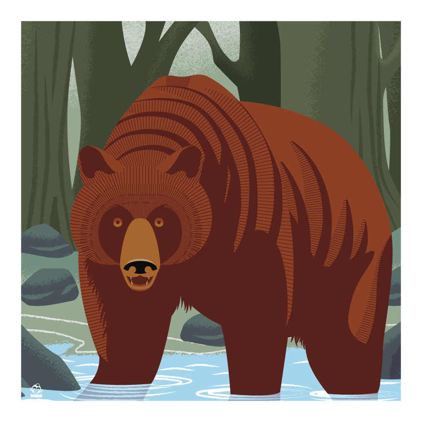 Griz Grizzly Bear in River 10x10 Giclee Print