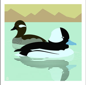 Bufflehead Duck “Mirror Pond” 10x10 Giclee Print